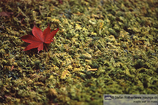 japanese maple leaf on moss